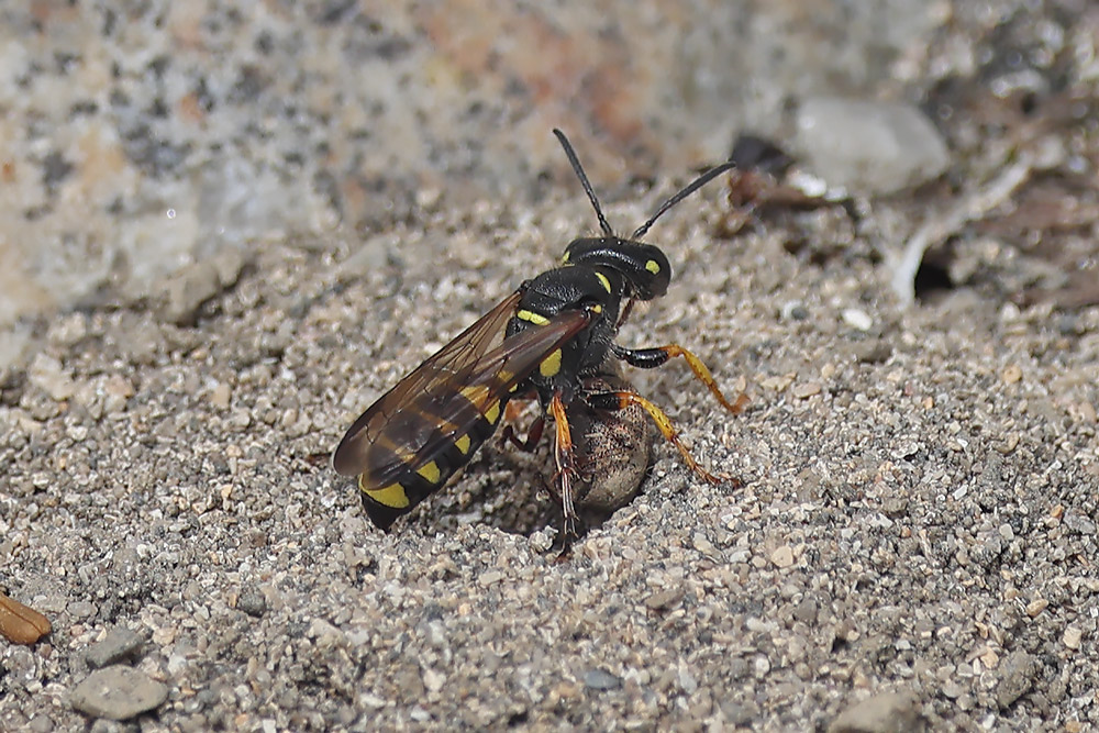 Sand tailed digger wasp